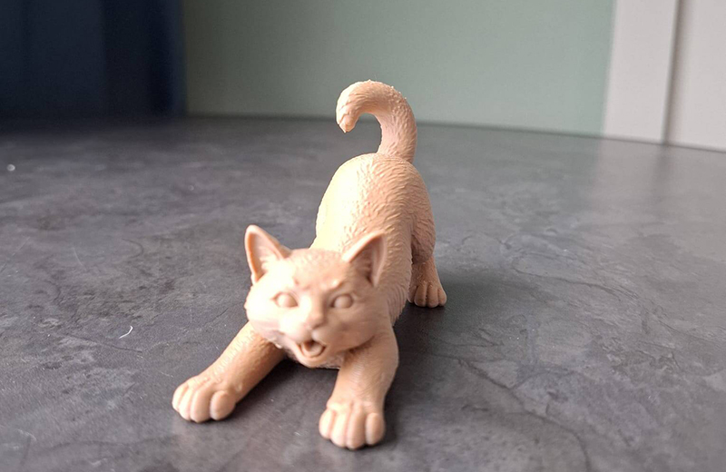 伸懒腰的猫